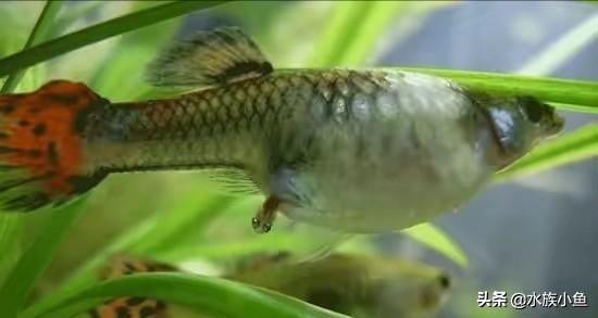 觀賞魚斑馬魚怎樣繁殖_繁殖觀賞魚斑馬魚能長多大_繁殖觀賞魚斑馬魚能吃嗎