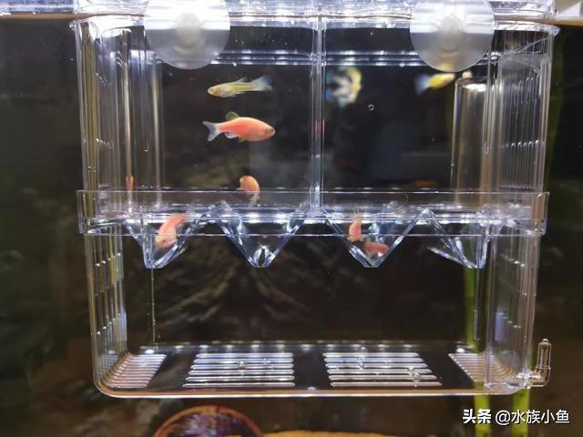 繁殖觀賞魚斑馬魚能吃嗎_觀賞魚斑馬魚怎樣繁殖_繁殖觀賞魚斑馬魚能長多大