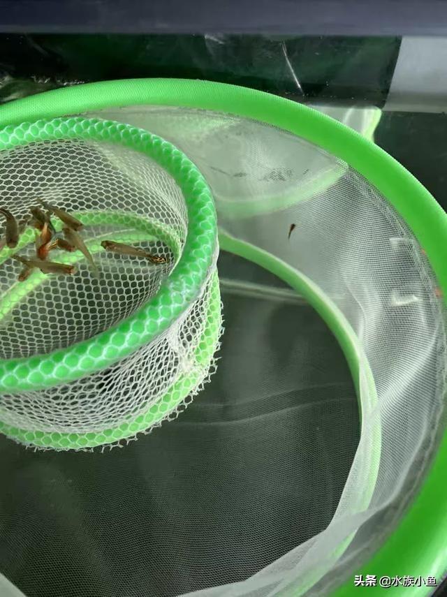 繁殖觀賞魚斑馬魚能吃嗎_觀賞魚斑馬魚怎樣繁殖_繁殖觀賞魚斑馬魚能長多大