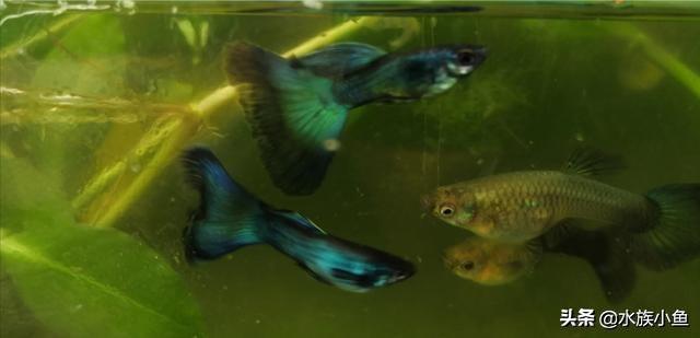 繁殖觀賞魚斑馬魚能吃嗎_繁殖觀賞魚斑馬魚能長多大_觀賞魚斑馬魚怎樣繁殖