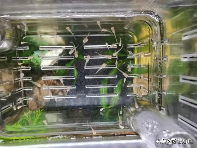 繁殖觀賞魚斑馬魚能吃嗎_繁殖觀賞魚斑馬魚能長多大_觀賞魚斑馬魚怎樣繁殖