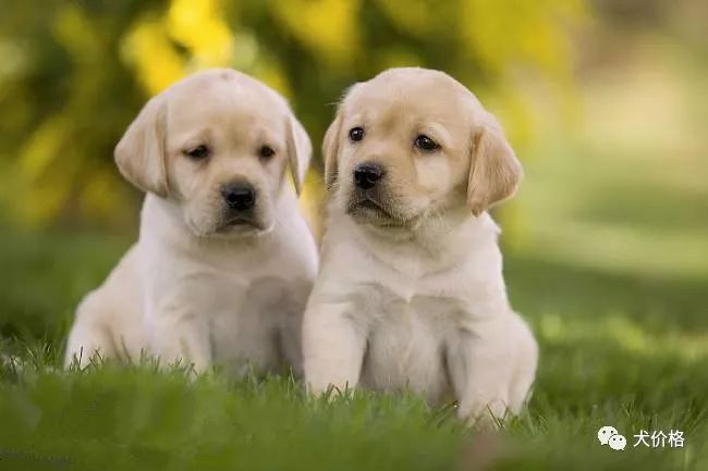 拉布拉多價(jià)格多少錢一只_拉布拉多價(jià)格_拉不拉布拉多犬價(jià)格