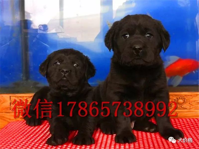 拉布拉多價(jià)格多少錢一只_拉不拉布拉多犬價(jià)格_拉布拉多價(jià)格