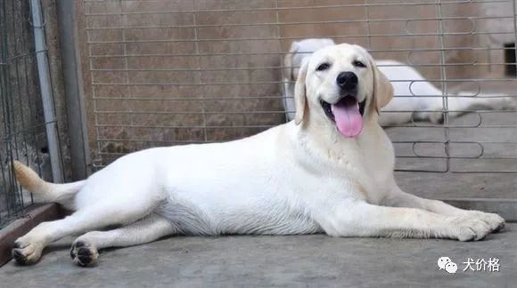 拉不拉布拉多犬價(jià)格_拉布拉多價(jià)格_拉布拉多價(jià)格多少錢一只