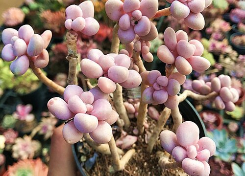 多肉艾麗卡好養嗎_艾麗卡多肉好養嗎_多肉植物艾麗卡