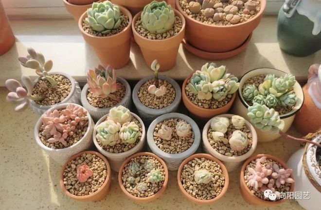 都說顆粒土好用，多肉會不會長的慢？養分從