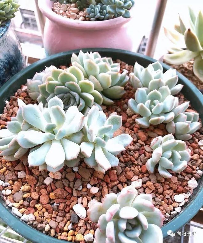 純顆粒養多肉選多大顆粒_純顆粒養多肉對比_純顆粒養多肉好嗎