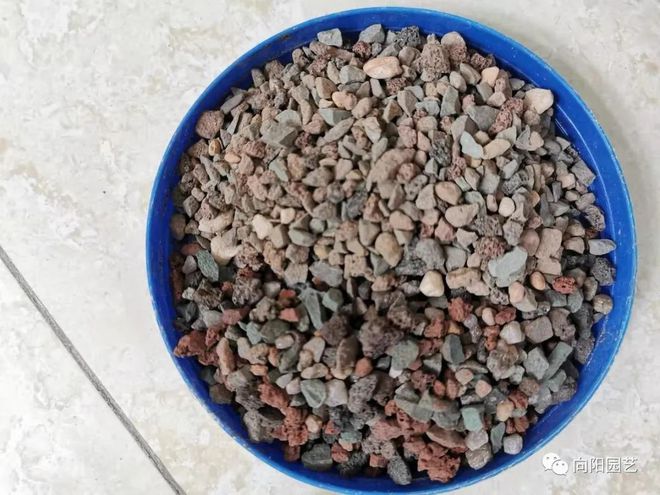 純顆粒養多肉對比_純顆粒養多肉好嗎_純顆粒養多肉選多大顆粒