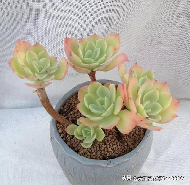 多肉檸檬玫瑰太好養了吧，4個小技巧養出手