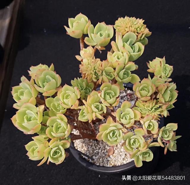 碧桃多肉冬天怎么養(yǎng)_多肉植物碧桃的養(yǎng)護_多肉碧桃的養(yǎng)殖方法和注意事項