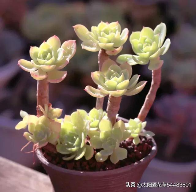 多肉碧桃的養(yǎng)殖方法和注意事項_碧桃多肉冬天怎么養(yǎng)_多肉植物碧桃的養(yǎng)護