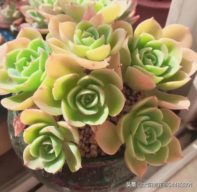 多肉碧桃的養(yǎng)殖方法和注意事項_多肉植物碧桃的養(yǎng)護_碧桃多肉冬天怎么養(yǎng)