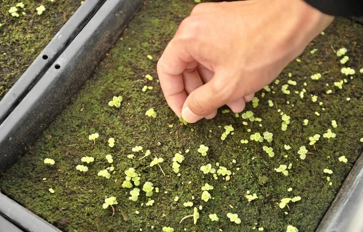 總寫名言的叫迭名_多肉本名叫什么_多肉命名怎么來的