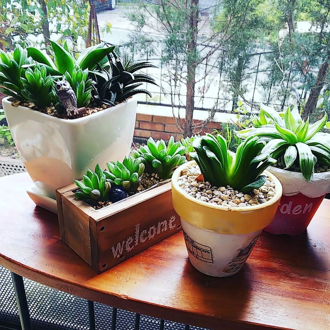 淡雪多肉配什么花瓶好看_盆多肉是什么_淡雪多肉種什么盆好看