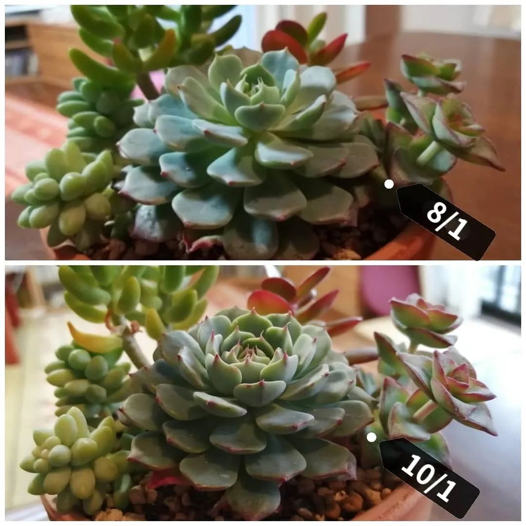 盆多肉是什么_淡雪多肉種什么盆好看_淡雪多肉配什么花瓶好看