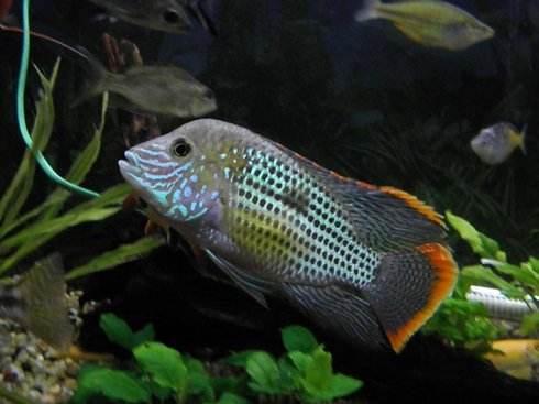 嘴巴越賤的觀賞魚，魚友們越容易養到爆缸，