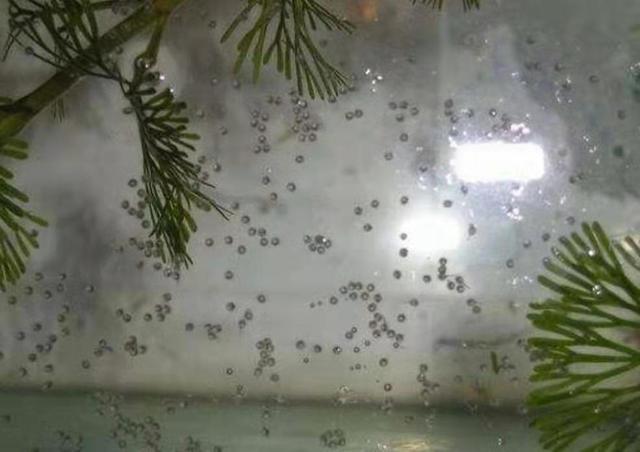 紅寶石魚顏色_觀賞寶石魚紅色是什么_觀賞魚紅寶石