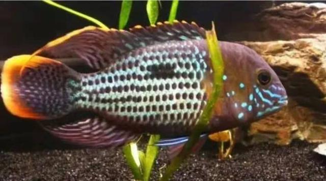 觀賞魚紅寶石_觀賞寶石魚紅色是什么_紅寶石魚顏色