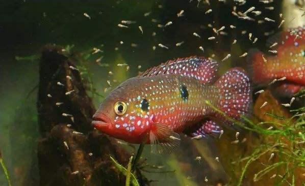 觀賞寶石魚紅色是什么_紅寶石魚顏色_觀賞魚紅寶石