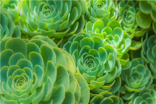 多肉植物怎么養？多久澆一次水？適合新手入