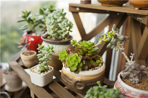 多肉大葉片是啥名字_大葉多肉有哪些品種_多肉大葉植物