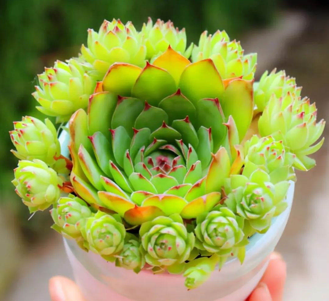 冬天好養(yǎng)的多肉有哪些品種_冬天最好養(yǎng)的多肉植物_冬天好養(yǎng)活的多肉