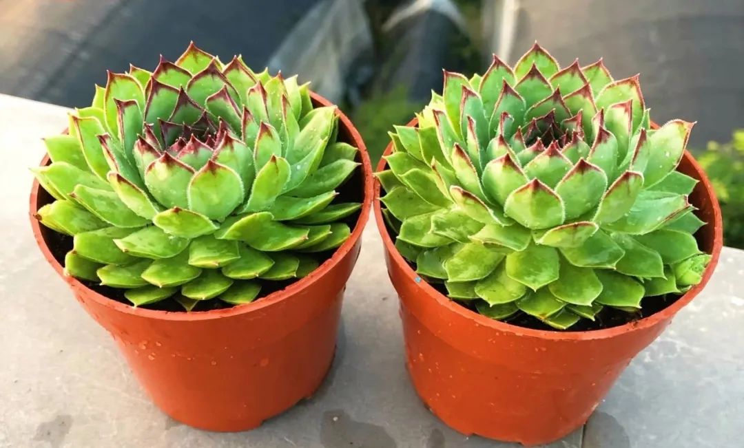 冬天好養(yǎng)活的多肉_冬天好養(yǎng)的多肉有哪些品種_冬天最好養(yǎng)的多肉植物