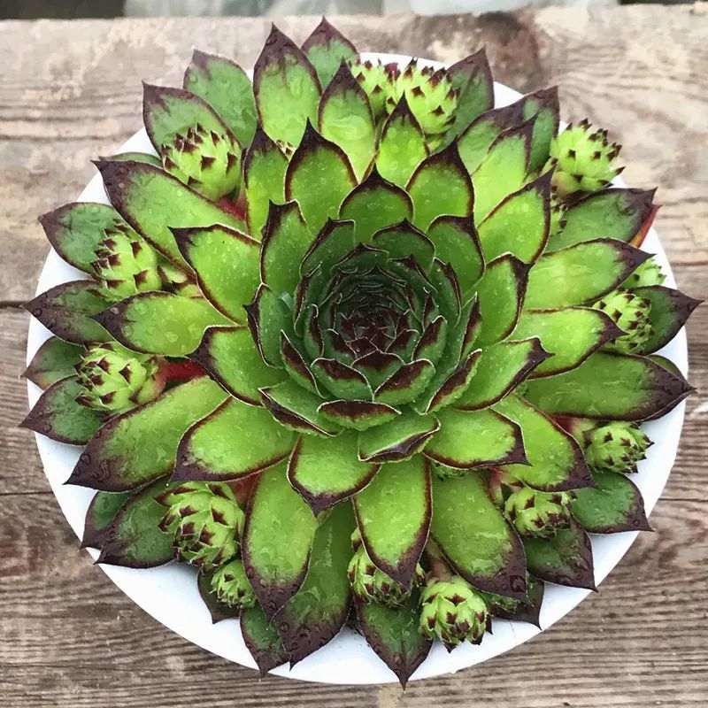 冬天最好養(yǎng)的多肉植物_冬天好養(yǎng)活的多肉_冬天好養(yǎng)的多肉有哪些品種