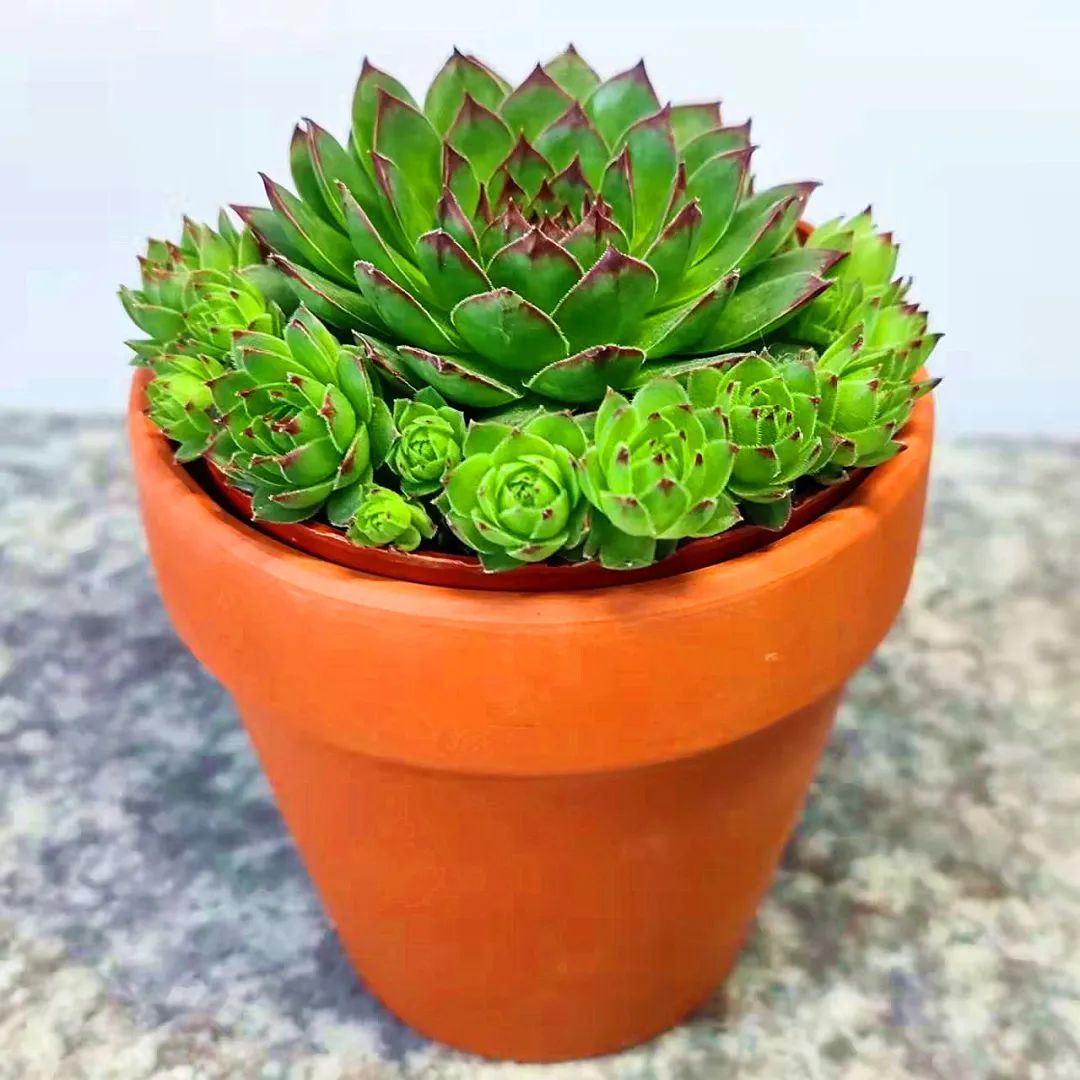 冬天好養(yǎng)的多肉有哪些品種_冬天最好養(yǎng)的多肉植物_冬天好養(yǎng)活的多肉