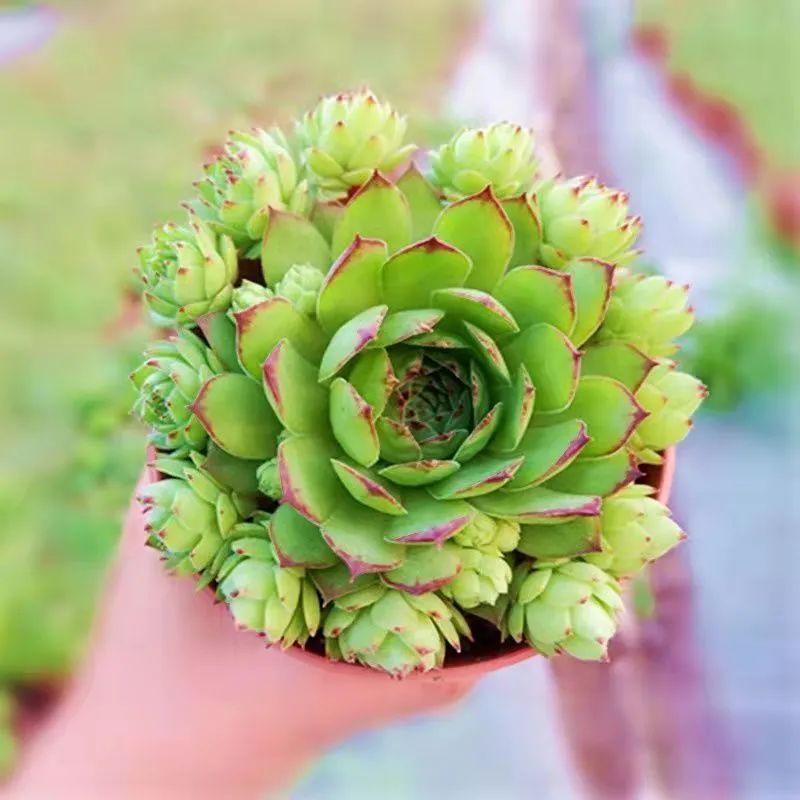 冬天最好養(yǎng)的多肉植物_冬天好養(yǎng)活的多肉_冬天好養(yǎng)的多肉有哪些品種