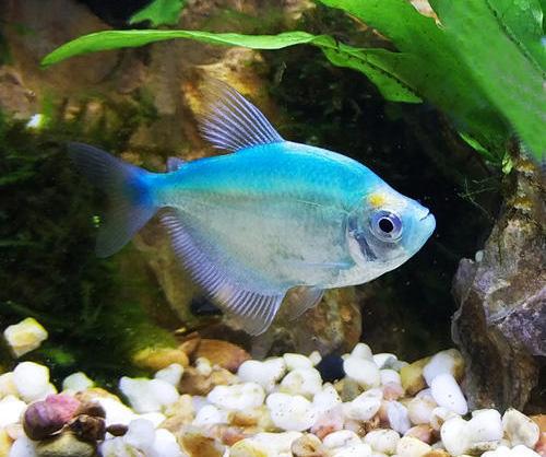 賣魚觀賞魚_賣觀賞魚違法嗎_如何賣觀賞魚