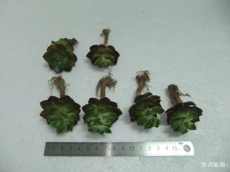 冬養活多肉容易天天死嗎_冬天養多肉容易活嗎_冬養活多肉容易天天澆水嗎