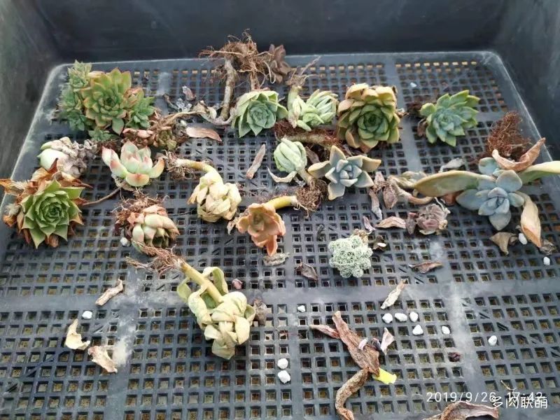 冬養活多肉容易天天澆水嗎_冬養活多肉容易天天死嗎_冬天養多肉容易活嗎