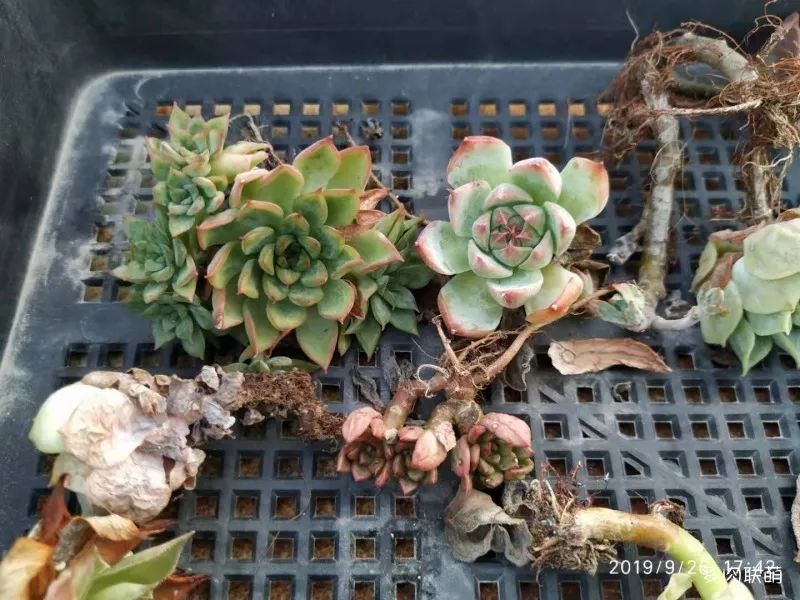 冬天養多肉容易活嗎_冬養活多肉容易天天死嗎_冬養活多肉容易天天澆水嗎