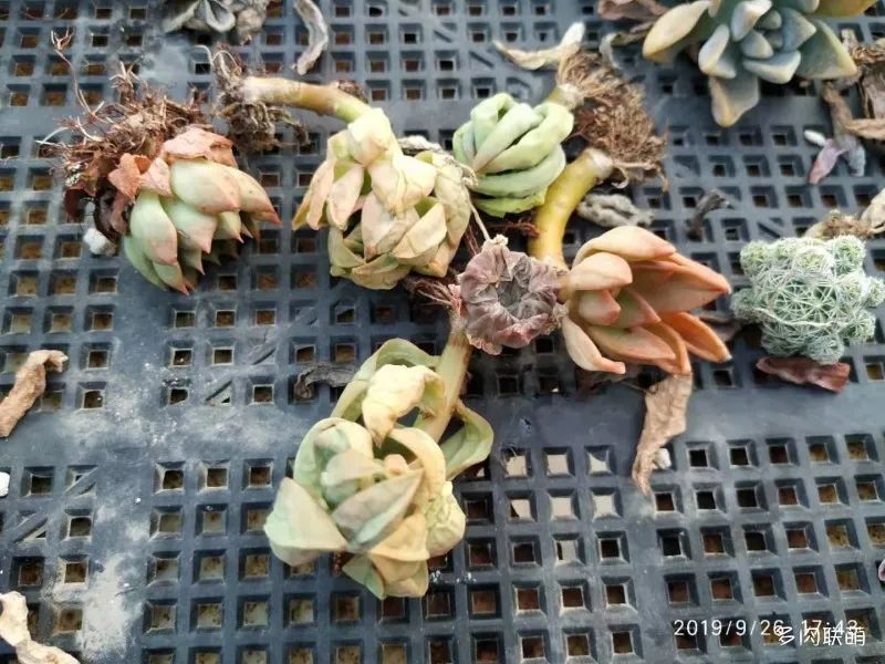 冬養活多肉容易天天死嗎_冬天養多肉容易活嗎_冬養活多肉容易天天澆水嗎