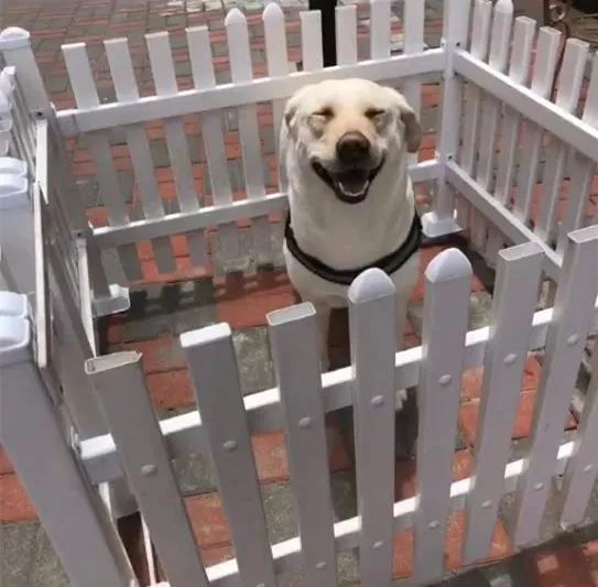 原因狗狗發(fā)抖是怎么回事_狗狗發(fā)抖為什么_狗狗一直發(fā)抖是什么原因