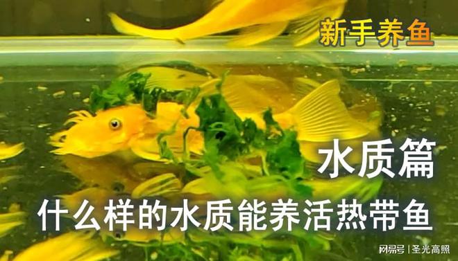 觀賞養(yǎng)魚水用什么水好_養(yǎng)觀賞魚用啥水_觀賞養(yǎng)魚水用什么消毒