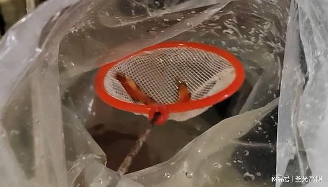 觀賞養(yǎng)魚水用什么水好_養(yǎng)觀賞魚用啥水_觀賞養(yǎng)魚水用什么消毒