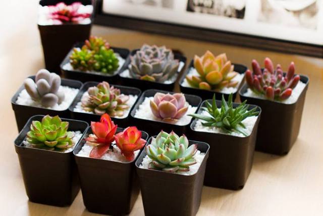 粗桿多肉_多肉粗樁怎么養(yǎng)成_多肉怎么養(yǎng)的粗壯