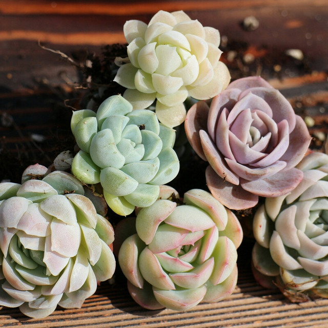 多肉怎么養(yǎng)的粗壯_粗桿多肉_多肉粗樁怎么養(yǎng)成