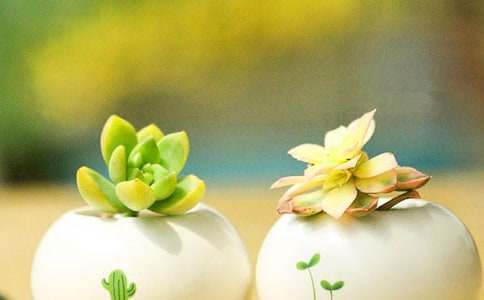 吉娃娃多肉換盆方法及種植方法