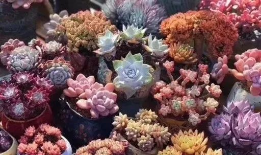 多肉冬天種植注意事項_冬天怎么種多肉_多肉冬天的養(yǎng)殖方法和注意事項