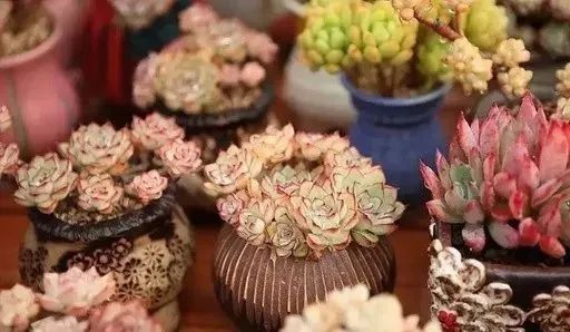 多肉冬天種植注意事項_冬天怎么種多肉_多肉冬天的養(yǎng)殖方法和注意事項