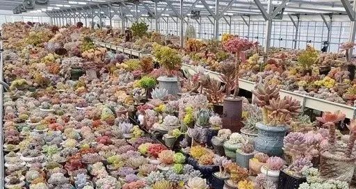 多肉冬天種植注意事項_冬天怎么種多肉_多肉冬天的養(yǎng)殖方法和注意事項