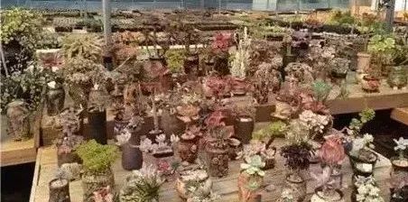 冬天怎么種多肉_多肉冬天種植注意事項_多肉冬天的養(yǎng)殖方法和注意事項
