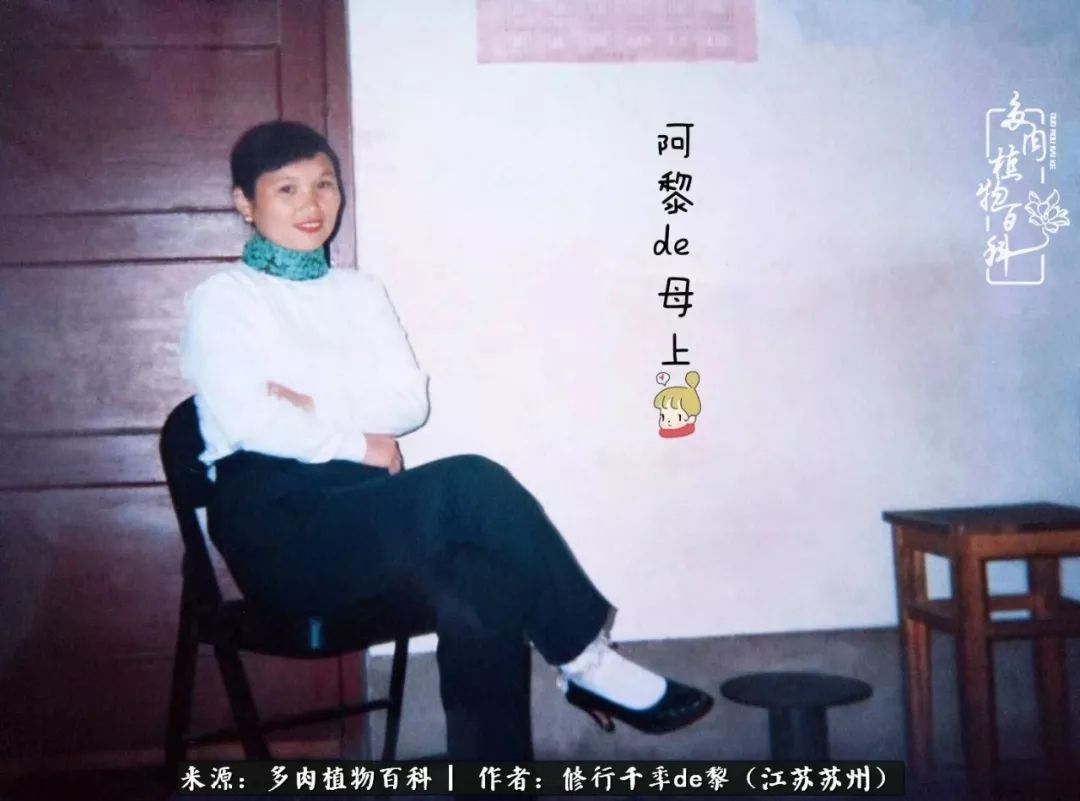 多肉暗冰怎么養_多肉暗冰貴嗎_暗冰多肉怎么養