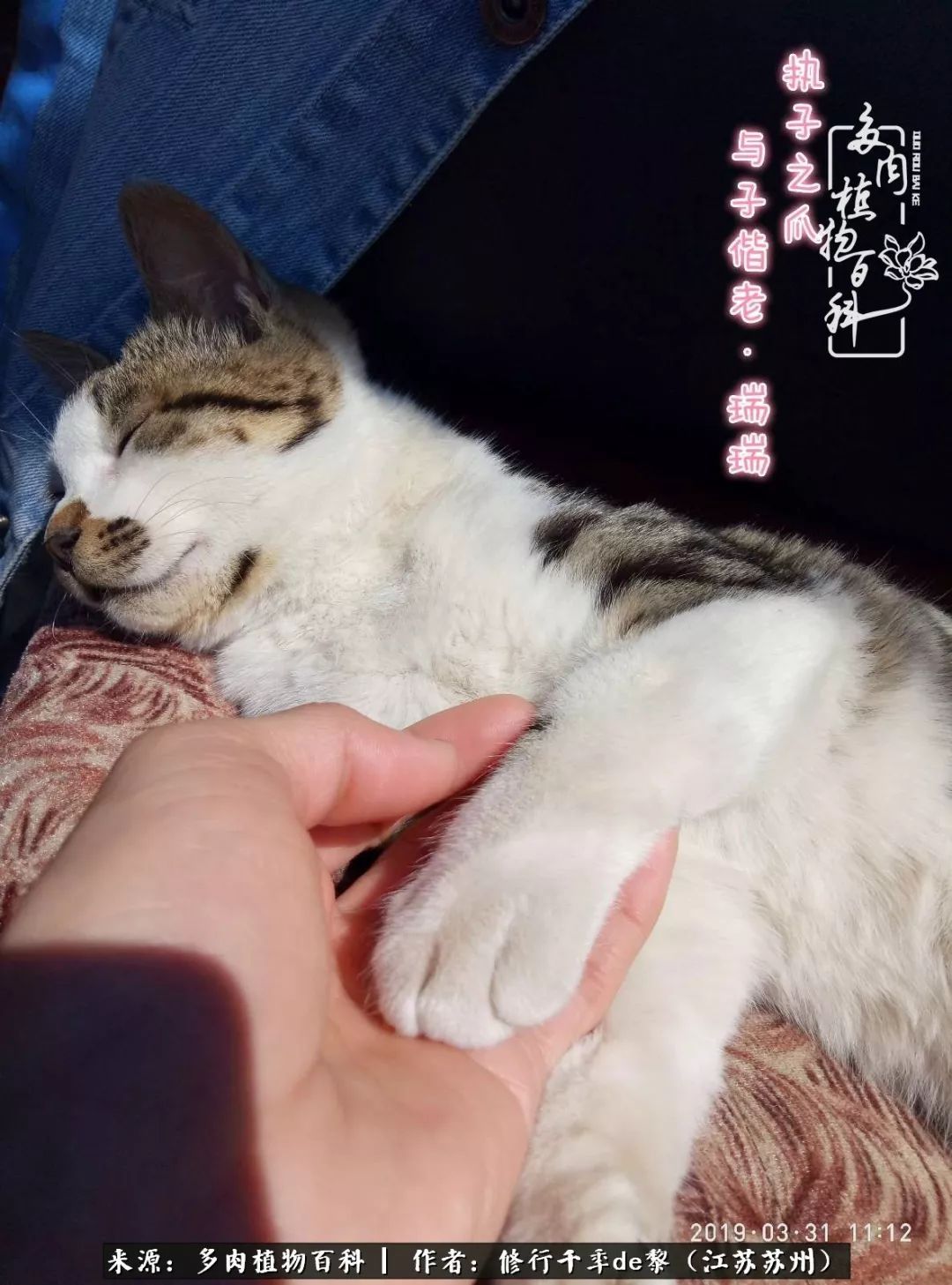 多肉暗冰怎么養_多肉暗冰貴嗎_暗冰多肉怎么養