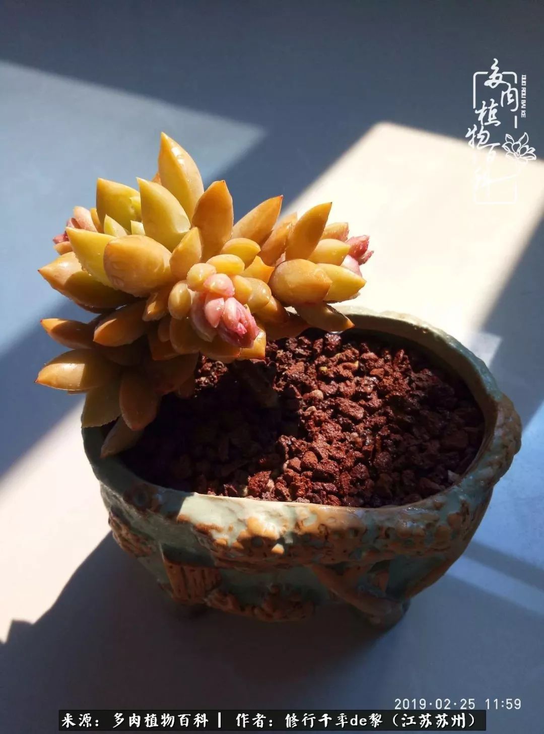 暗冰多肉怎么養_多肉暗冰貴嗎_多肉暗冰怎么養