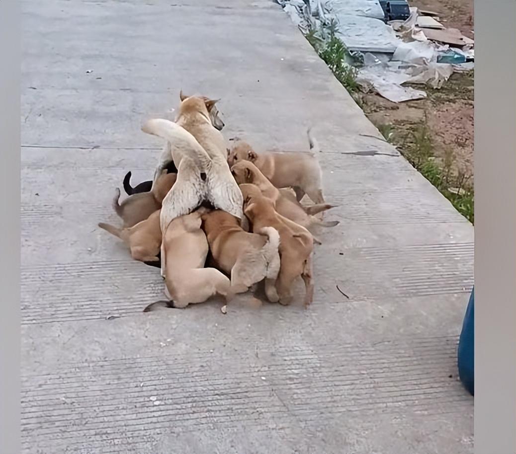 傾城狂妃強(qiáng)撩魔皇生崽_模擬動物人生2獅子生崽過程_小狗幾個月生小狗崽