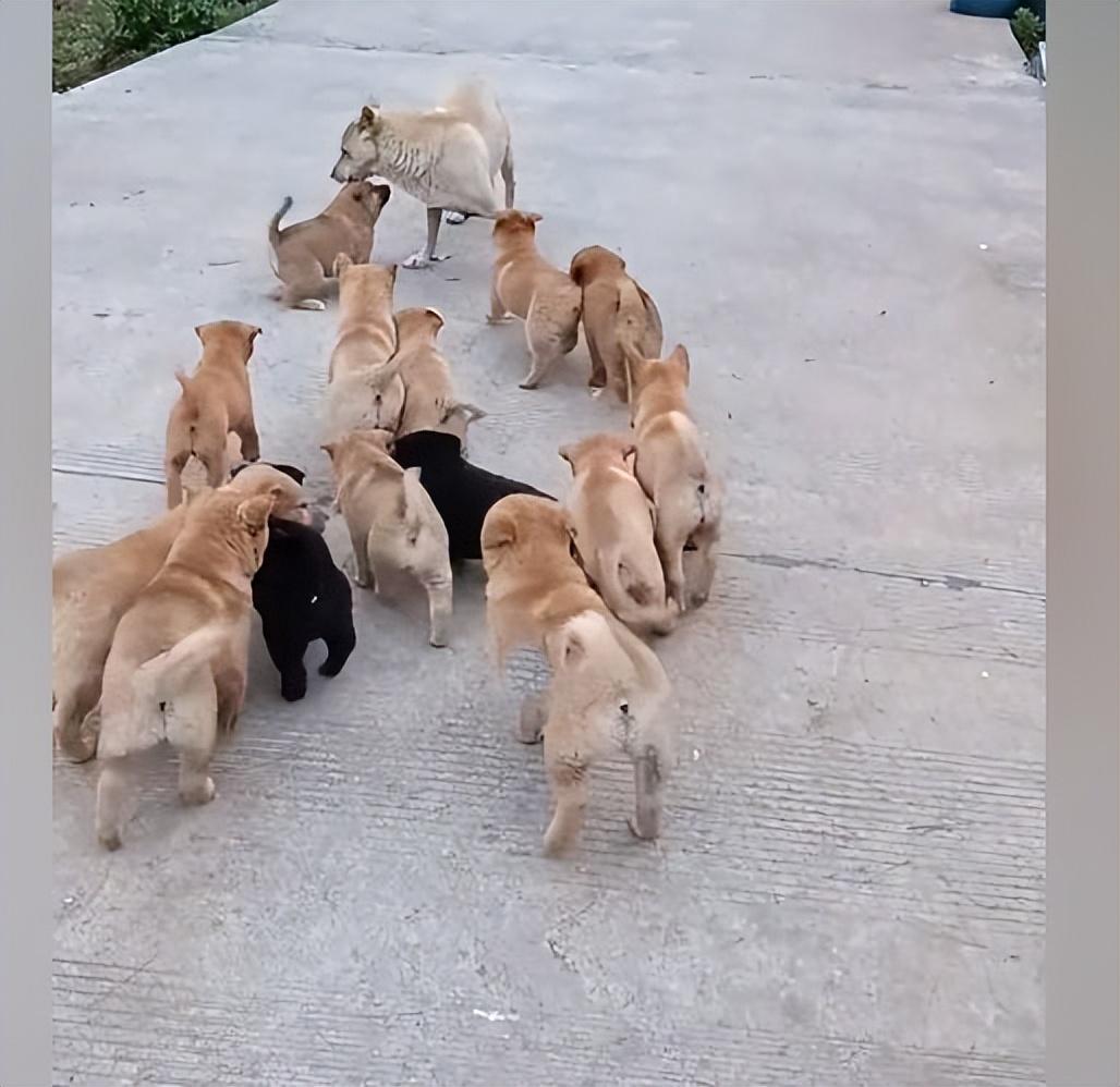 小狗幾個月生小狗崽_傾城狂妃強(qiáng)撩魔皇生崽_模擬動物人生2獅子生崽過程